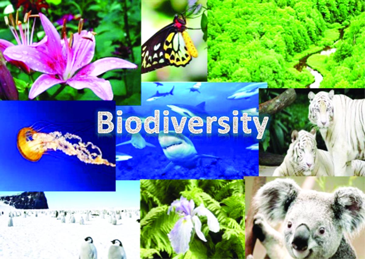 top-6-major-threats-to-biodiversity-you-must-be-aware-about-in-2020